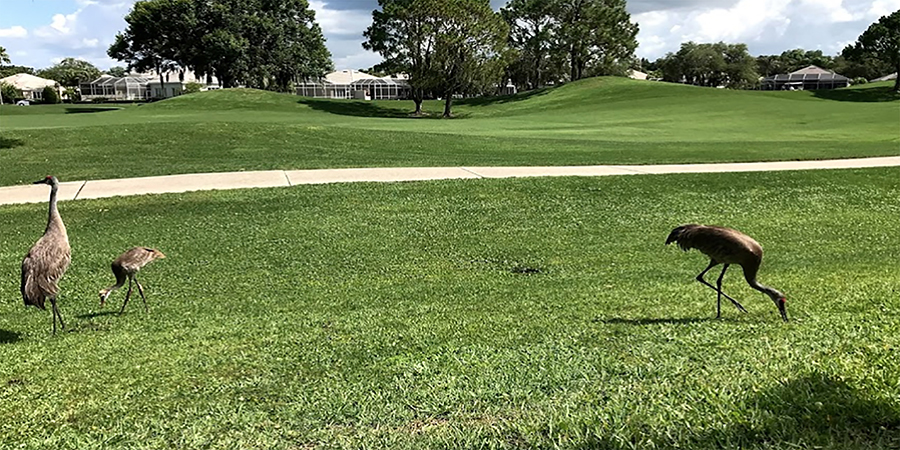 Rosedale Golf Course in Lakewood Ranch